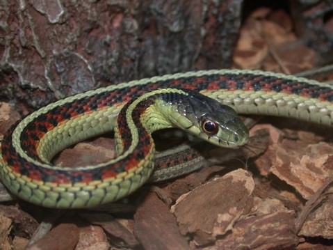Young Red-sided Garter Snake. Photograph: J. Crowe